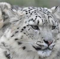 Résultat d’image pour snowleopards. Taille: 202 x 200. Source: pgcpsmess.wordpress.com