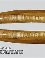 Image result for kleine zwaardschede. Size: 157 x 183. Source: www.marinespecies.org
