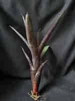 Image result for Leptostylis ampullacea Geslacht. Size: 150 x 200. Source: www.jd-greenhouse.com