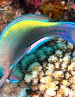 Image result for scarus psittacus. Size: 156 x 200. Source: www.wetwebmedia.com