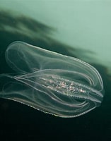 Image result for "Mnemiopsis leidyi". Size: 157 x 200. Source: www.seawater.no
