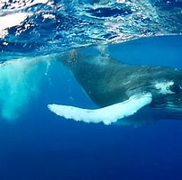 Image result for Whale Animal. Size: 202 x 199. Source: www.thoughtco.com