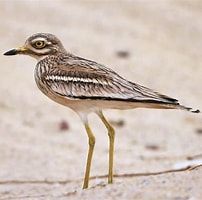 Image result for eurasian stone-curlew. Size: 202 x 200. Source: kuwaitbirds.org