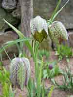 Image result for "fritillaria Formica". Size: 150 x 200. Source: www.pinterest.com