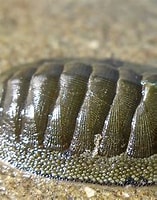 Image result for Polyplacophora. Size: 157 x 193. Source: www.jsg.utexas.edu