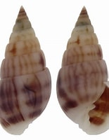 Image result for pyramidellidae. Size: 155 x 200. Source: www.topseashells.com