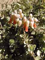 Image result for "calycopsis Chuni". Size: 150 x 200. Source: www.desert-tropicals.com