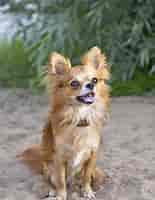 Image result for chihuahua. Size: 155 x 200. Source: www.highlandcanine.com