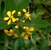 Image result for Malpighiaceae. Size: 202 x 200. Source: lepidoptera.butterflyhouse.com.au