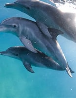 Afbeeldingsresultaten voor dolfijnen. Grootte: 156 x 200. Bron: angels.about.com