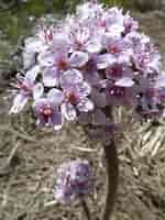 Image result for Darmera peltata native Umbrella Plant. Size: 150 x 200. Source: klamathsiskiyouseeds.com