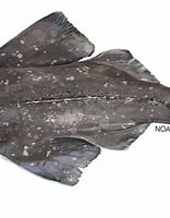 Image result for "Squatina aculeata". Size: 156 x 200. Source: www.fisheries.noaa.gov