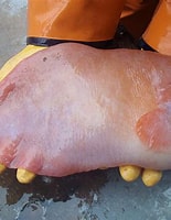 Image result for snailfish. Size: 155 x 200. Source: fishbio.com