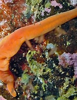 Image result for nemertina. Size: 155 x 200. Source: www.seawater.no