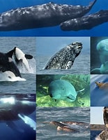 Image result for cetacea. Size: 155 x 200. Source: ihp-itp.blogspot.com