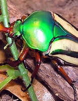 Afbeeldingsresultaten voor insecte. Grootte: 155 x 200. Bron: true-wildlife.blogspot.com