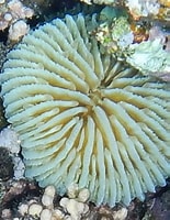 Résultat d’image pour fungiidae coral. Taille: 155 x 200. Source: www.dafni.com