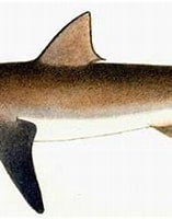 Afbeeldingsresultaten voor "Carcharhinus brachyurus". Grootte: 157 x 141. Bron: alchetron.com