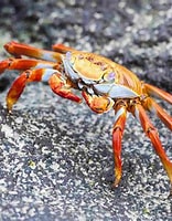 Image result for Arthropods. Size: 156 x 200. Source: www.thoughtco.com