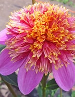 Image result for dahlia anemone. Size: 155 x 200. Source: www.pinterest.com