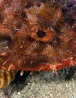 Image result for scorpaenidae. Size: 156 x 200. Source: www.ryanphotographic.com