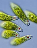 Image result for Euglena. Size: 157 x 200. Source: www.thoughtco.com