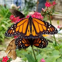 Risultato immagine per butterflies. Dimensioni: 200 x 200. Fonte: www.syvnature.org