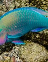 Image result for scarus psittacus. Size: 157 x 200. Source: fishesofaustralia.net.au