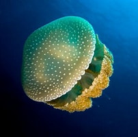 Image result for Jellyfish. Size: 202 x 200. Source: www.yurtopic.com