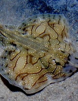 Image result for "Raja undulata". Size: 155 x 200. Source: britishseafishing.co.uk