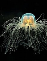 Image result for turritopsis. Size: 155 x 187. Source: www.youtube.com