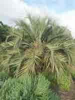 Afbeeldingsresultaten voor Small Palm Plant Butia capitata. Grootte: 150 x 200. Bron: www.tropicalseeds.com