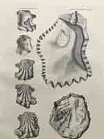 Afbeeldingsresultaten voor Ostreidae Anatomie. Grootte: 150 x 200. Bron: www.ninskaprints.com