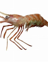 Image result for Malacostraca. Size: 155 x 200. Source: inverts.wallawalla.edu