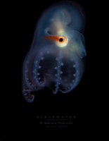 Image result for "Haliphron atlanticus". Size: 155 x 200. Source: www.pinterest.ph
