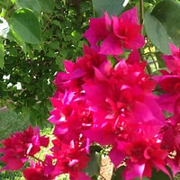 Image result for bougainvilliidae. Size: 200 x 200. Source: www.pinterest.com
