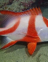 Image result for lutjanus sebae. Size: 155 x 200. Source: reeflifesurvey.com