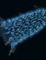 Image result for pyrosomes. Size: 155 x 200. Source: www.realmonstrosities.com