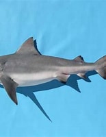 Afbeeldingsresultaten voor "Glyphis gangeticus". Grootte: 155 x 200. Bron: fishology.blogspot.com