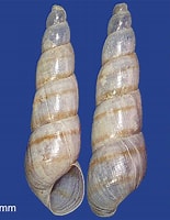 Image result for pyramidellidae. Size: 155 x 200. Source: molluscsoftasmania.org.au