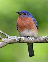 Image result for Eastern bluebird. Size: 155 x 198. Source: www.birdsandblooms.com