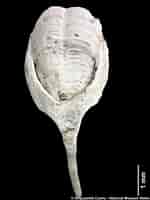 Afbeeldingsresultaten voor Teredora malleolus Geslacht. Grootte: 150 x 200. Bron: naturalhistory.museumwales.ac.uk
