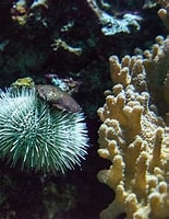Image result for tripneustes ventricosus. Size: 155 x 200. Source: www.medianauka.pl