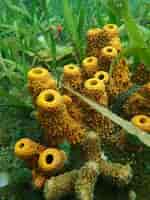 Image result for "verongula Rigida". Size: 150 x 200. Source: ojobio.com