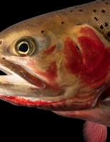 Image result for Oncorhynchus. Size: 155 x 200. Source: www.joelsartore.com