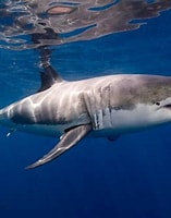 Afbeeldingsresultaten voor haaien. Grootte: 157 x 200. Bron: snowbrains.com