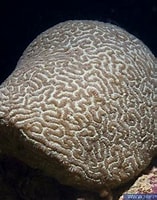 Image result for leptoria. Size: 157 x 200. Source: www.hippocampus-bildarchiv.com