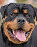 Image result for rottweiler. Size: 156 x 200. Source: www.dailypaws.com