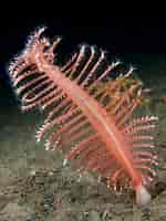 Image result for Pennatula. Size: 150 x 200. Source: www.britishmarinelifepictures.co.uk