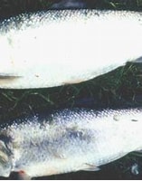 Image result for alosa alosa. Size: 157 x 175. Source: canalrivertrust.org.uk